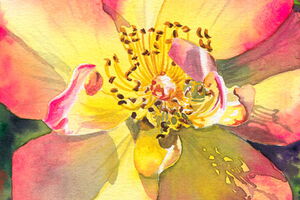 Peach Rose Watercolor by Kelly Eddington