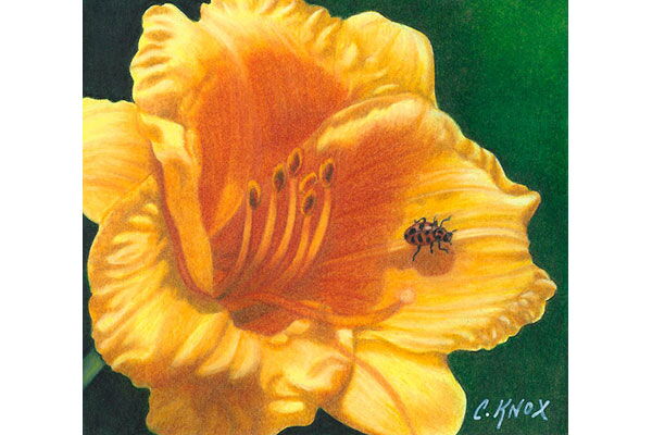 Yellow Daylily
