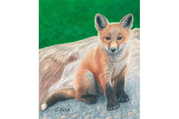 Fox Pup