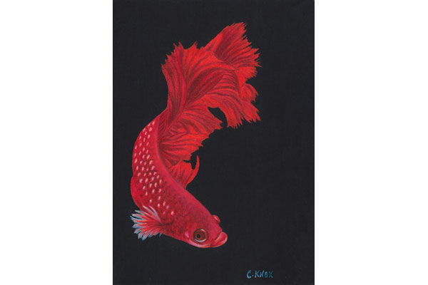 Siamese Fighting Fish