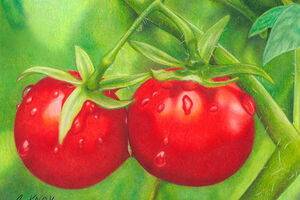 tomatoes