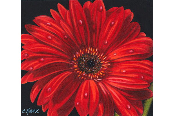 Gerbera Daisy