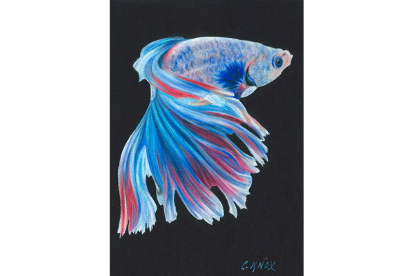 Fighting Fish
