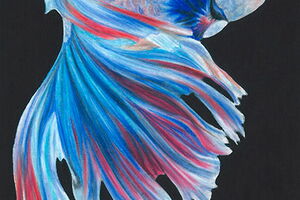 blue fish