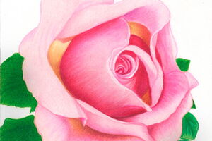 pink rose