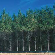 forest photo