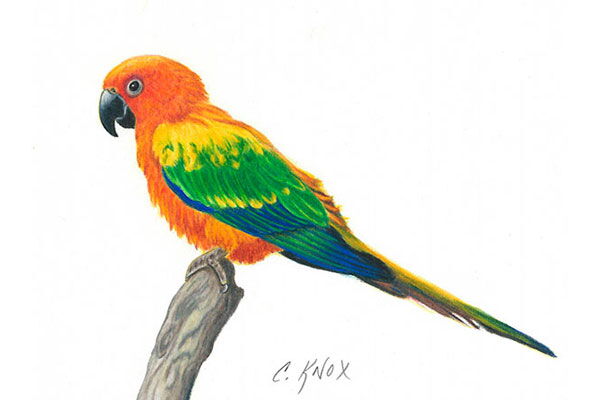Parrot