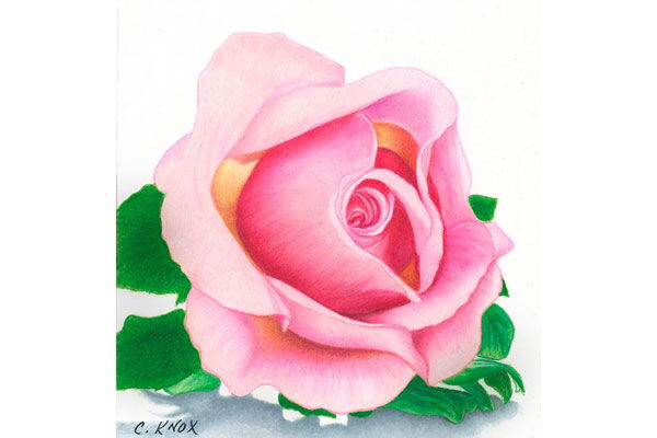 Pink Rose