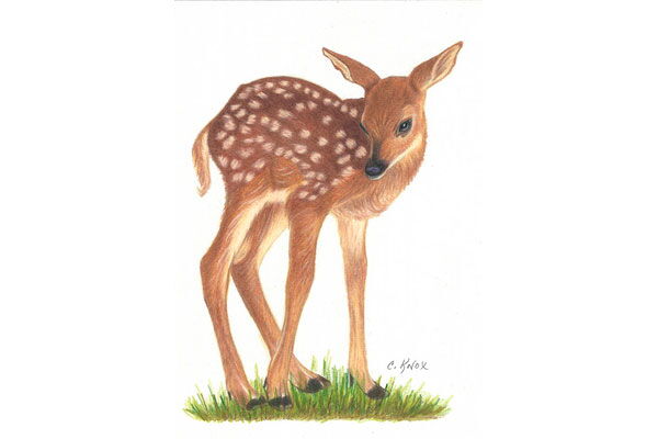 Fawn