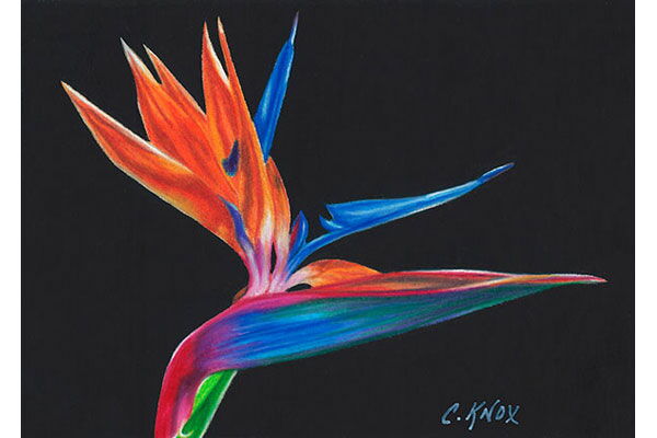 Bird of Paradise