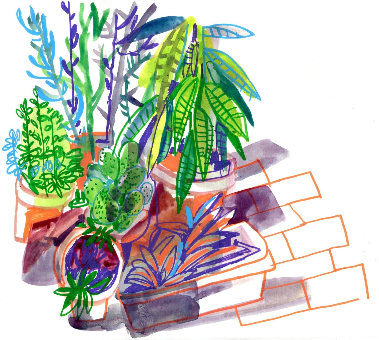 Potted Plants