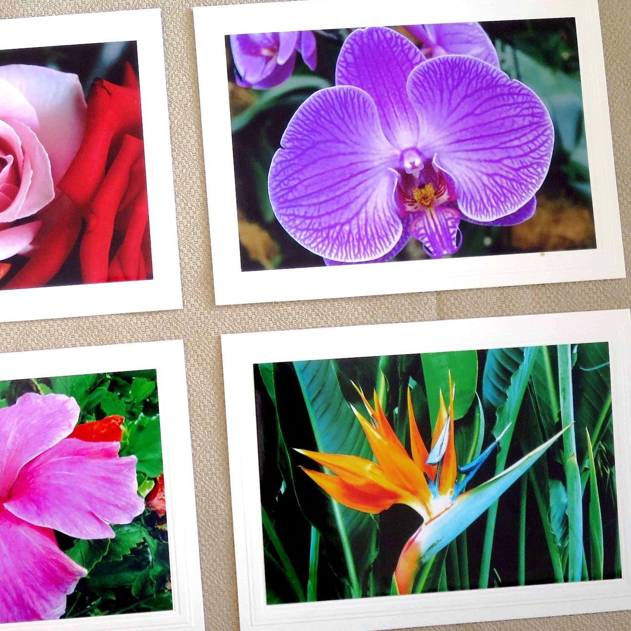 Colorful flower photographs featuring roses, orchids, hibiscus, and bird of paradise.