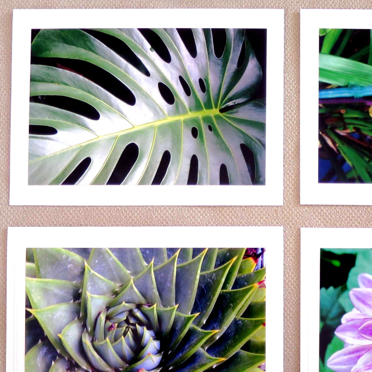 Tropical leaf photography featuring vibrant textures and patterns in green hues.