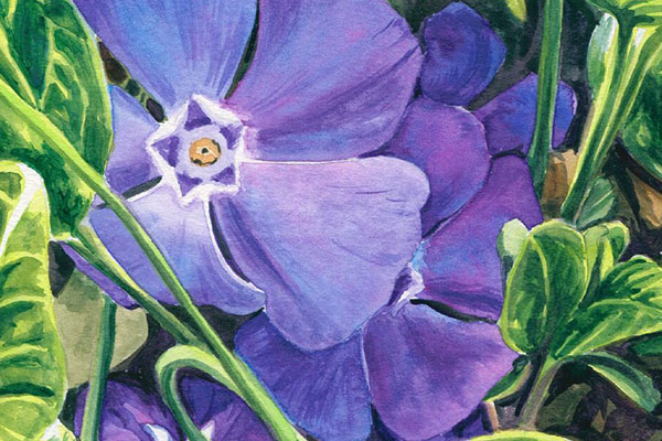 Phlox