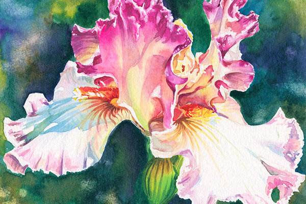 Iris