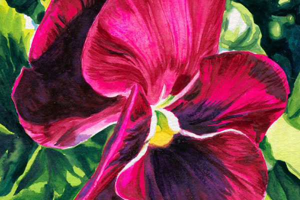 Pansy