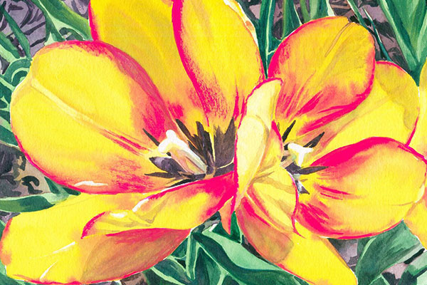 Tulips