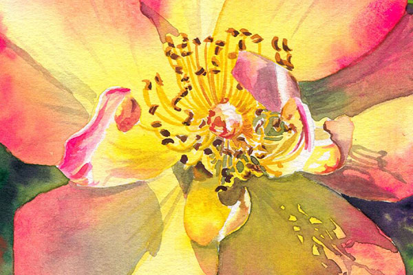Peach Rose