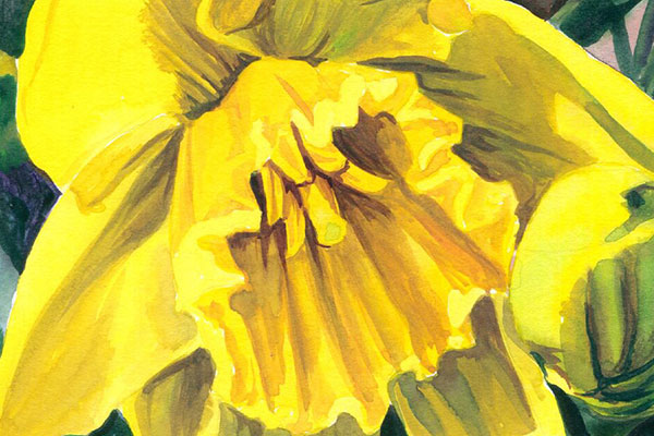 Daffodil