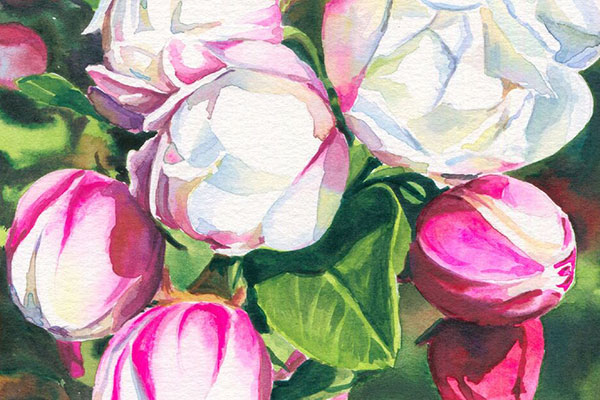 Apple Blossoms